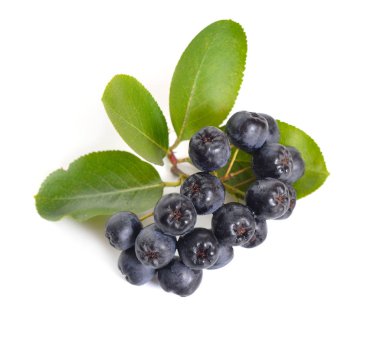 Aronia melanocarpa, siyah chokeberry denir. Beyaz arka plan üzerinde izole.