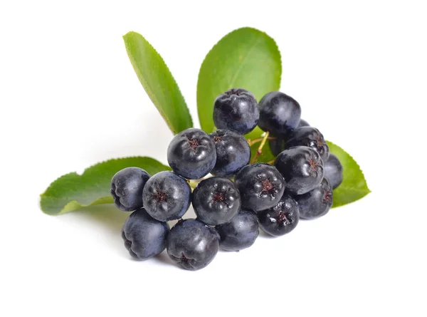 Aronia Melanocarpa Chiamata Chokeberry Nero Isolato Sfondo Bianco — Foto Stock