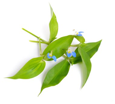 Commelina communis, commonly known as the Asiatic dayflower. Isolated. clipart