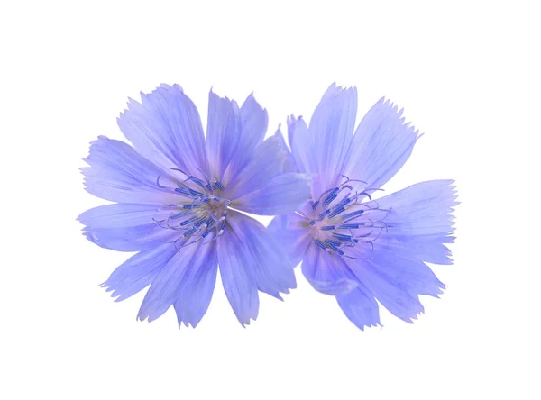 Gemeenschappelijke Cichorei Cichorium Intybus Bloemen Geïsoleerd Wit — Stockfoto