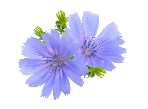 Gemeenschappelijke Cichorei Cichorium Intybus Bloemen Geïsoleerd Wit — Stockfoto