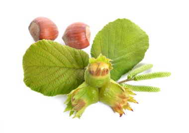 Yeşil fındık dal üzerinde. Beyaz arka plan üzerinde izole.