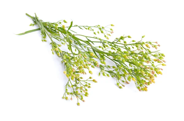 Erigeron Canadensis Eller Conyza Canadensis Vanliga Namn Inkluderar Horseweed Kanadensiska — Stockfoto