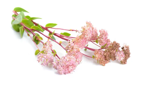 Sedum telephium, vaak genoemd Hylotelephium telephium, orpine, livelong, kikkers-maag, hameren Johnny, leven-eeuwige, live-forever, midzomer-mannen, wees John, witchs zakken. Geïsoleerd. — Stockfoto