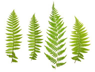 Four Fern leaves isolated on white background. clipart