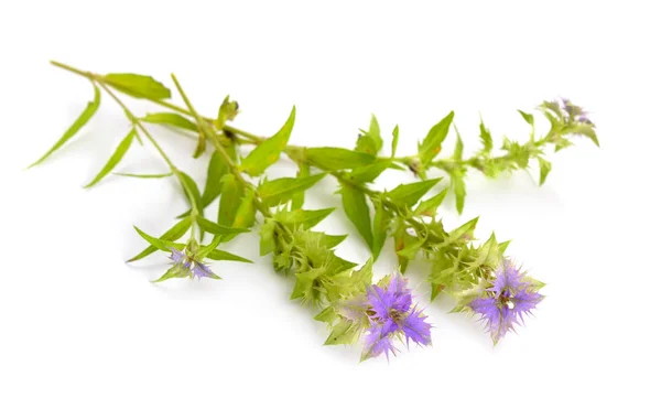 Melampyrum Nemorosum Natt Och Dag Geïsoleerd — Stockfoto