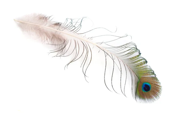 Peacocks Spotted feather isolated on white background — Stock Photo, Image