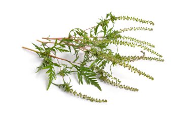 Ambrosia artemisiifolia, ragweed, yıllık ragweed veya düşük ragweed. Beyaz arka plan üzerinde izole
