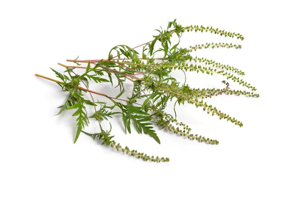 Ambrosia Artemisiifolia Ragweed Yıllık Ragweed Veya Düşük Ragweed Beyaz Arka — Stok fotoğraf