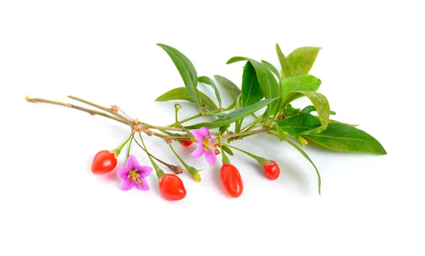 Goji bobule nebo Lycium barbarum s květinami izolovaných na bílém pozadí. — Stock fotografie