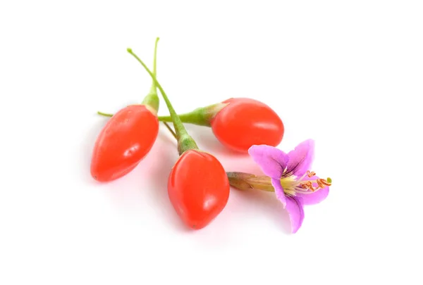 Goji berries or Lycium barbarum with flowers isolated on white background. — Stock Photo, Image