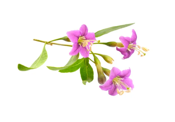 Goji bobule nebo Lycium barbarum s květinami izolovaných na bílém pozadí. — Stock fotografie