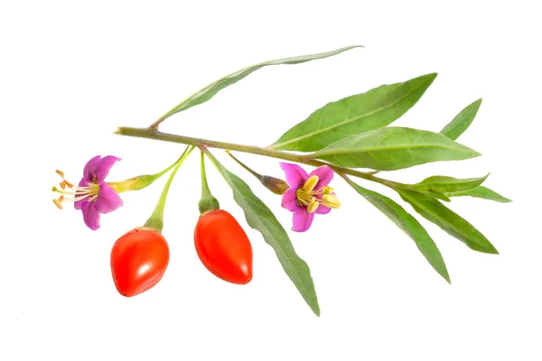 Bayas de Goji o Lycium barbarum con flores aisladas sobre fondo blanco . —  Fotos de Stock