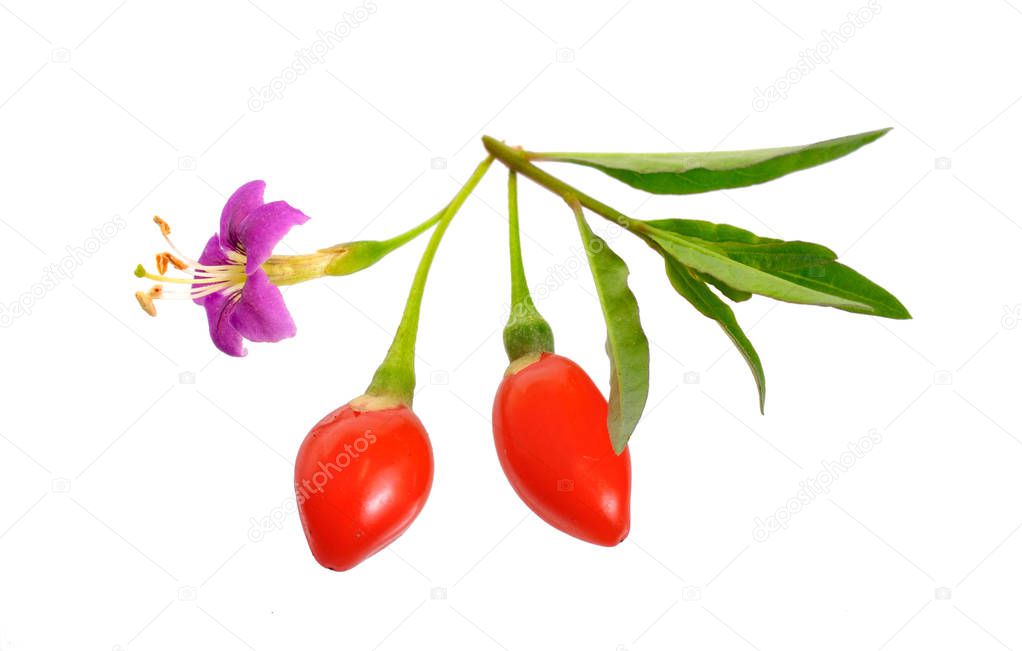 Goji berries or Lycium barbarum with flowers isolated on white background.