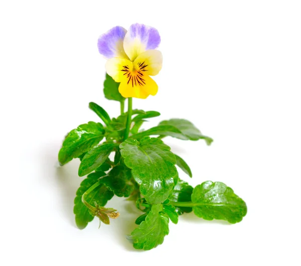 Viola tricolor, também conhecido como Johnny Jump up, heartsease, heart — Fotografia de Stock