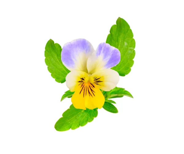 Viola tricolor, also known as Johnny Jump up, heartsease, heart — Stock Photo, Image