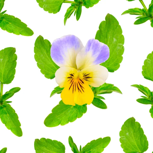 Fondo sin costuras con Viola tricolor. Aislado sobre blanco —  Fotos de Stock