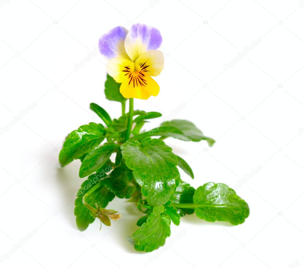 Viola tricolor, also known as Johnny Jump up, heartsease, heart