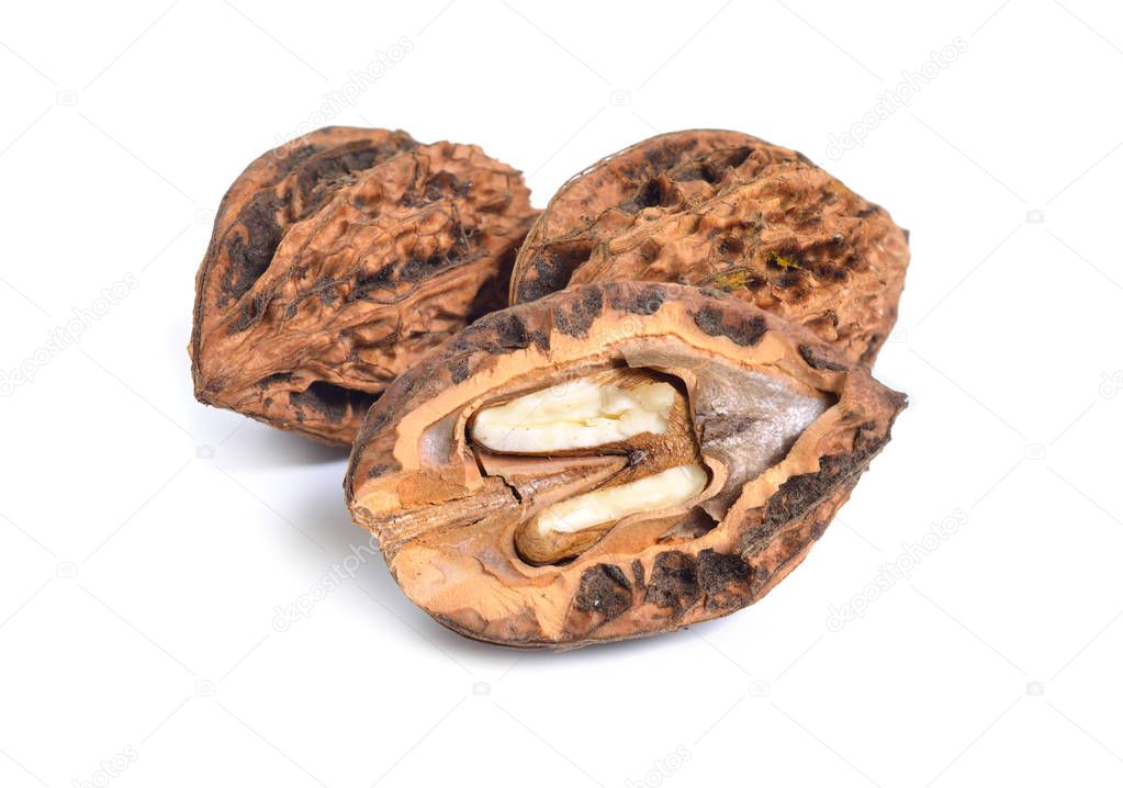 Juglans mandshurica or Manchurian walnut isolated on white backg