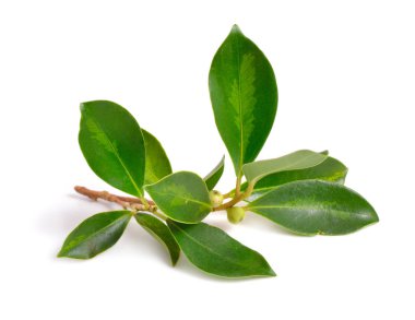 Ficus virens. Beyaz incir ya da pilkhan ortak adıdır. İzole