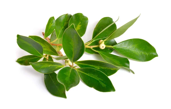 Ficus Virens Dess Namn Vita Fikon Eller Pilkhan Isolerade — Stockfoto