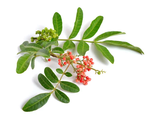 Schinus terebinthifolia 또는 브라질 peppertree, aroeira 또는 장미 후추, 한다 고추 나무, wilelaiki 또는 wililaiki, Christmasberry 및 플로리다 홀리 절연. — 스톡 사진