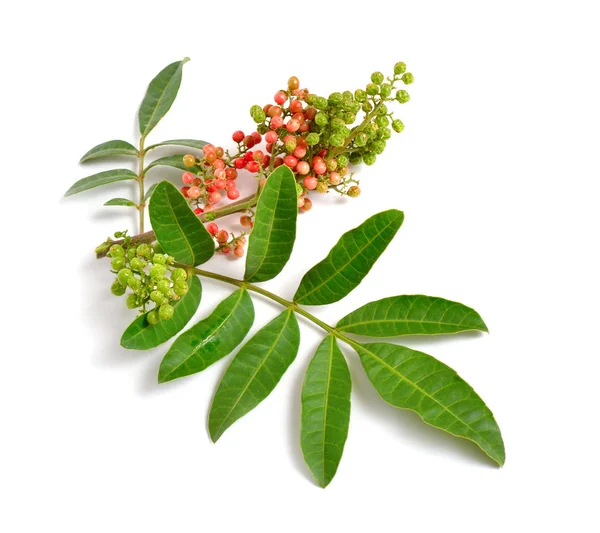 Schinus terebinthifolia 또는 브라질 peppertree, aroeira 또는 장미 후추, 한다 고추 나무, wilelaiki 또는 wililaiki, Christmasberry 및 플로리다 홀리 절연. — 스톡 사진