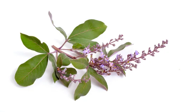 Vitex trifolia var purpurea. Aislado sobre fondo blanco —  Fotos de Stock