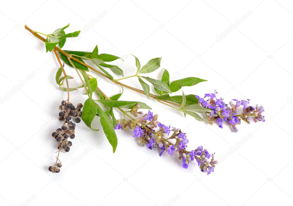 Vitex agnus-castus, also called vitex, chaste tree or chastetree, chasteberry, Abrahams balm, lilac chastetree or monks pepper isolated.