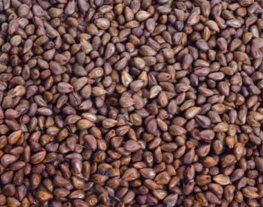 Üzüm çekirdeği veya üzüm taş arka kapatmak.