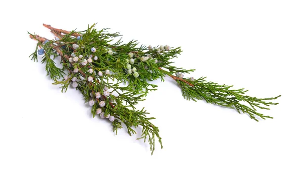 Cones e folhas de Juniper isolado sobre fundo branco — Fotografia de Stock