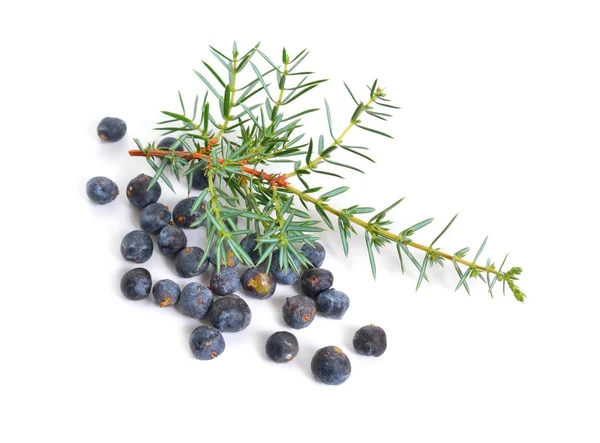 Coni e foglie di Juniperus communis isolati su sfondo bianco — Foto Stock