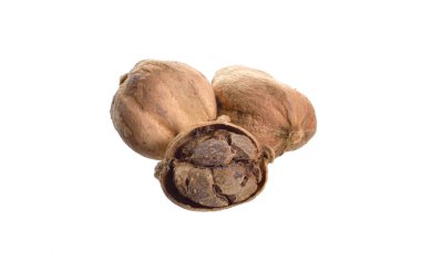 Beyaz arka plan üzerinde izole beyaz kakule bakla. Tam alan derinliği.