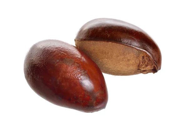 Two Nuts Vitellaria Paradoxa Commonly Known Shea Tree Shi Tree — Stock Photo, Image