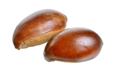 İki deli Vitellaria paradoxa, shea ağacı veya shi ağaç, Karite bilinen. Beyaz arka plan üzerinde izole.