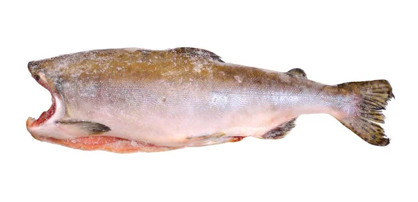 Frisch Gefrorenen Kopflosen Fisch Rosa Lachs Isoliert Auf Weißem Hintergrund — Stockfoto