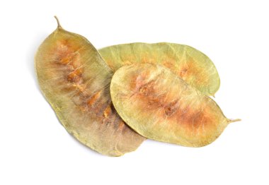 Kütüphanesi Sinameki bakla. Cassia sinameki, Mısır sinameki, Tinnevelly sinameki, beyaz arka plan üzerinde izole Doğu Hint Sinameki