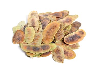 Kütüphanesi Sinameki bakla. Cassia sinameki, Mısır sinameki, Tinnevelly sinameki, beyaz arka plan üzerinde izole Doğu Hint Sinameki
