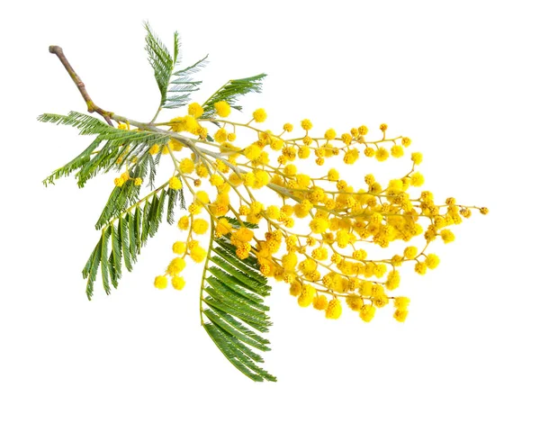 Acacia dealbata, conosciuta come silver wattle, blue wattle o mimosa — Foto Stock