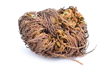 Selaginella lepidophylla veya kurutulmuş, Lycopodium lepidophyllum izole.