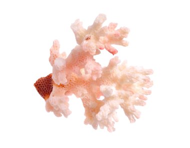 Pembe mercan beyaz arka plan üzerinde izole parçası. Alanın tam bölümü