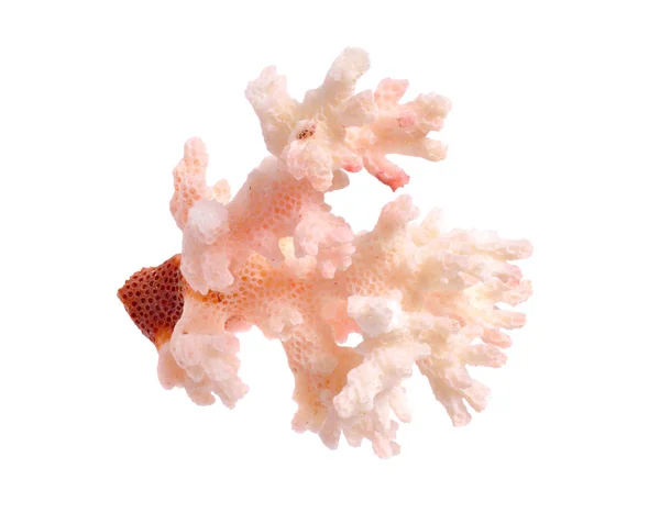 在白色背景查出的粉红色珊瑚片断。字段的完整部门 — 图库照片