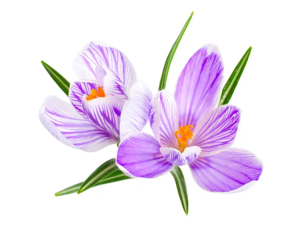 Flor de açafrão ou Crocus. Isolado sobre fundo branco — Fotografia de Stock