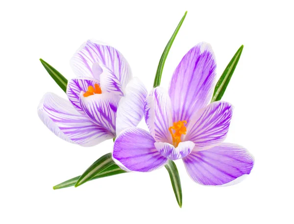 Saffraan bloem of Crocus. Geïsoleerd op witte achtergrond — Stockfoto