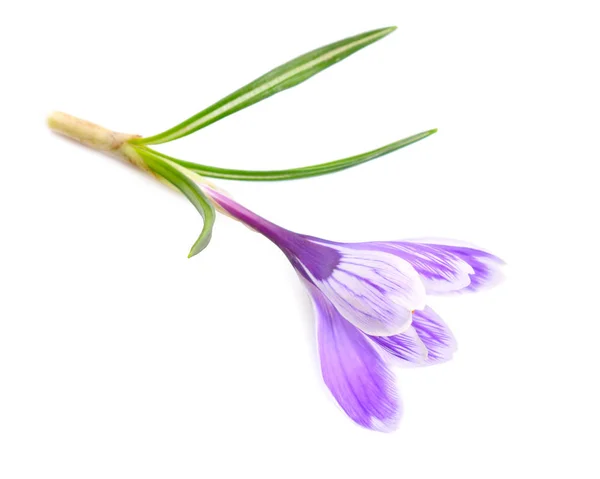 Flor de azafrán o azafrán. Aislado sobre fondo blanco — Foto de Stock