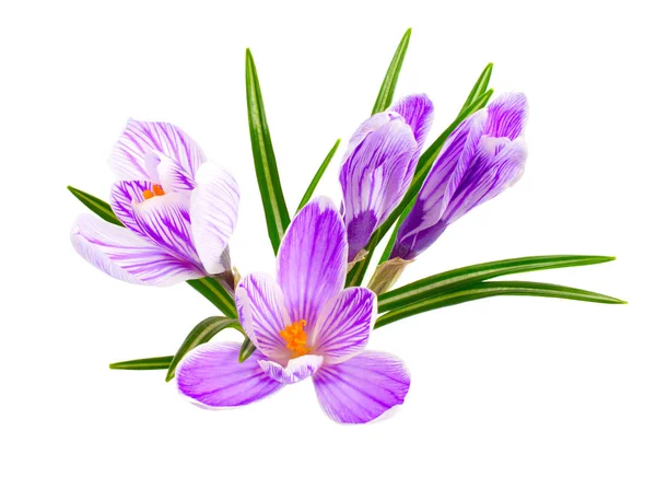 Saffraan bloem of Crocus. Geïsoleerd op witte achtergrond — Stockfoto