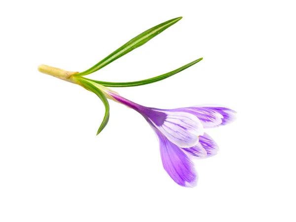 Safran çiçek ya da Crocus. Beyaz arka plan üzerinde izole — Stok fotoğraf