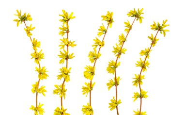 Forsythia, Oleaceae familyasından bir çiçekli bitki cinsine ait bir bitki cinsine ait bir bitki cinsine ait bir bitki cinsine ait bir bitki türü. Paskalya ağacıyla birlikte ortak isimler. Izole