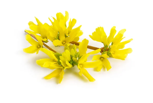 Forsythia is a genus of flowering plants in the olive family Oleaceae. Common names, along with Easter tree. Isolated — Stock Photo, Image