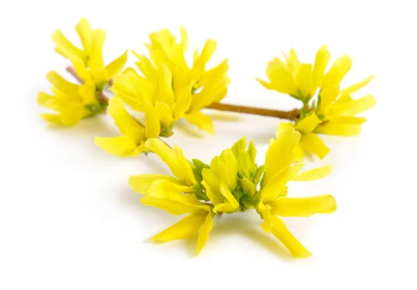 Forsythia is a genus of flowering plants in the olive family Oleaceae. Common names, along with Easter tree. Isolated — Stock Photo, Image